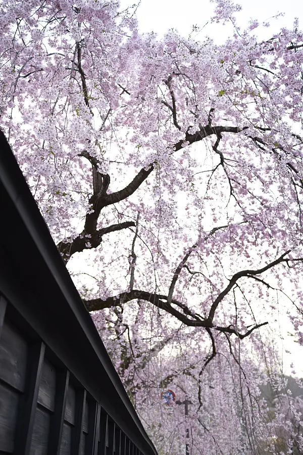 05角館武家屋敷の桜