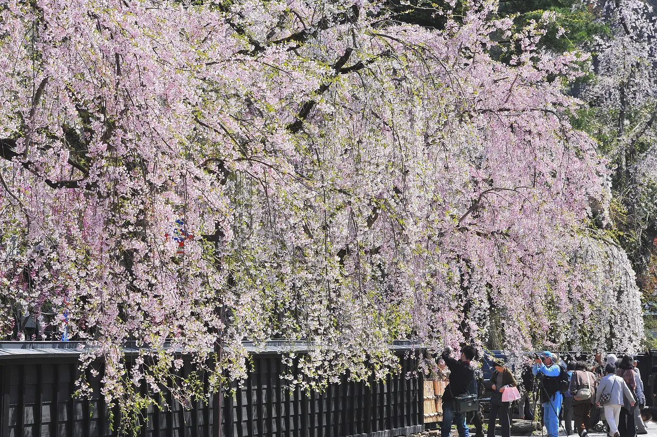 01角館武家屋敷の桜