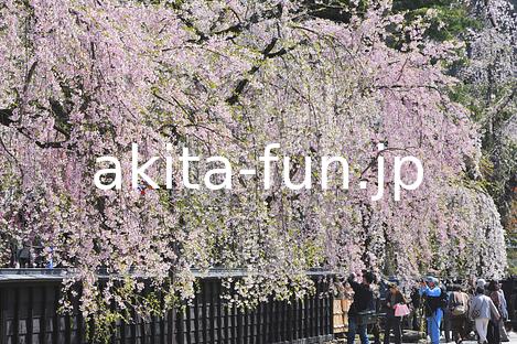 01角館武家屋敷の桜