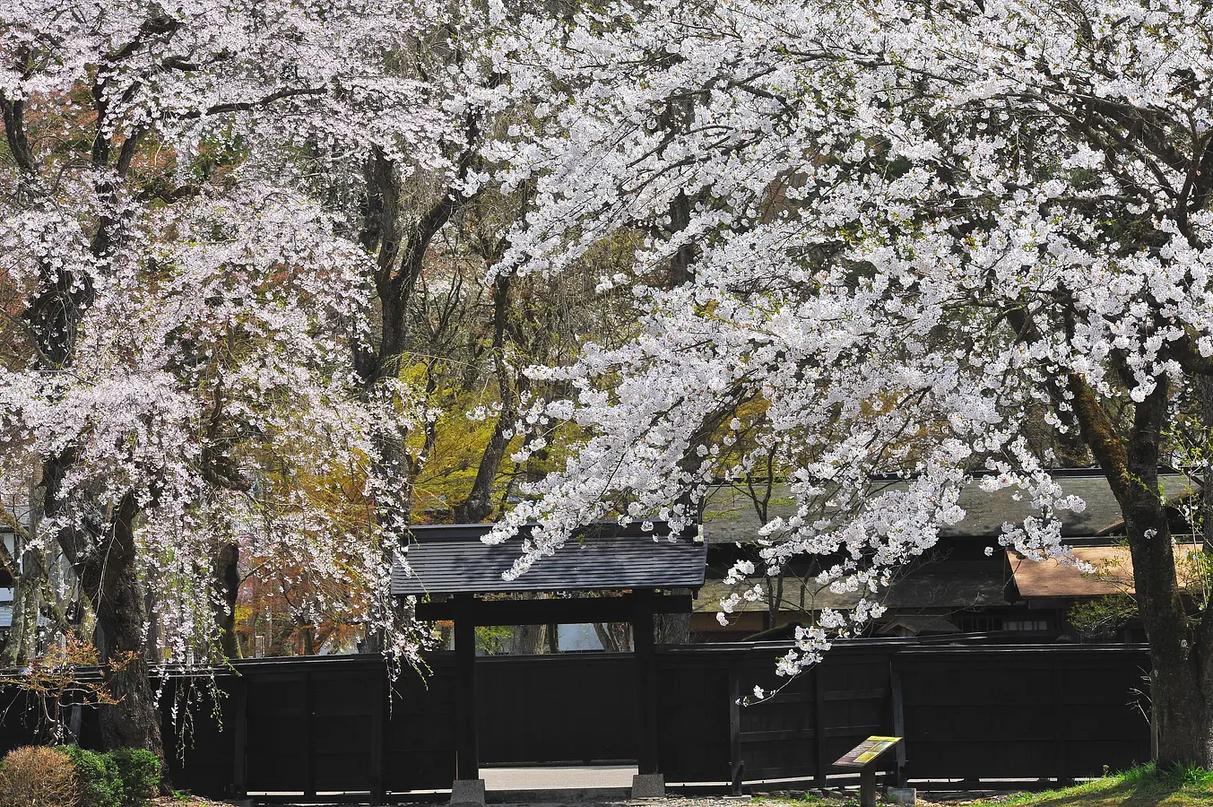 03角館武家屋敷の桜