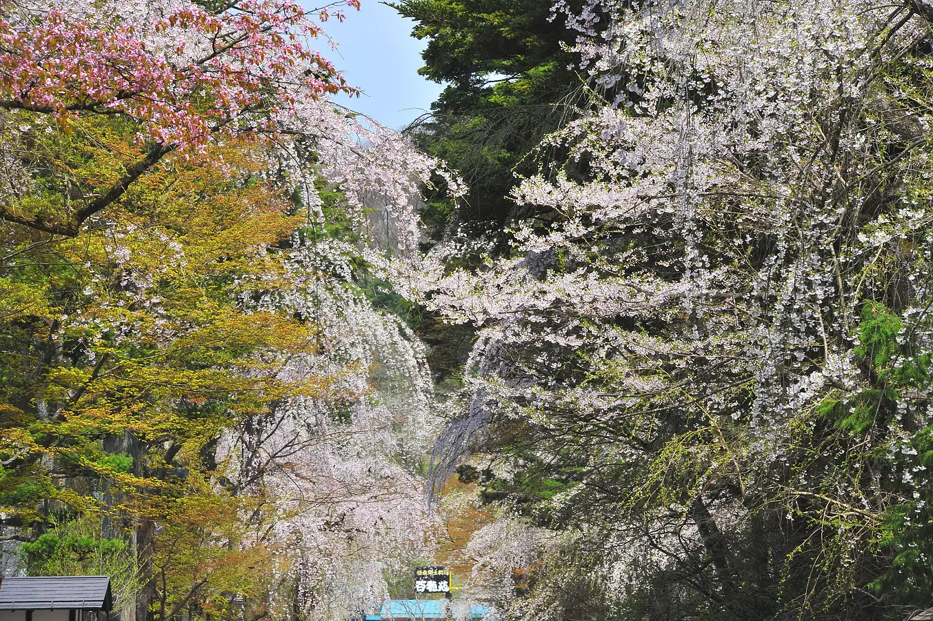 04角館武家屋敷の桜