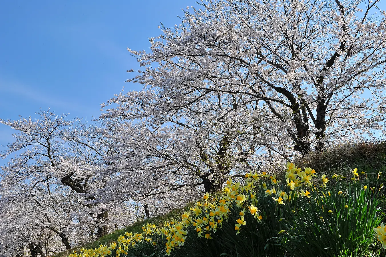 01桧木内川堤の桜並木