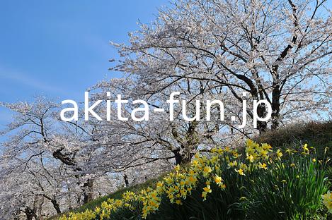 01桧木内川堤の桜並木