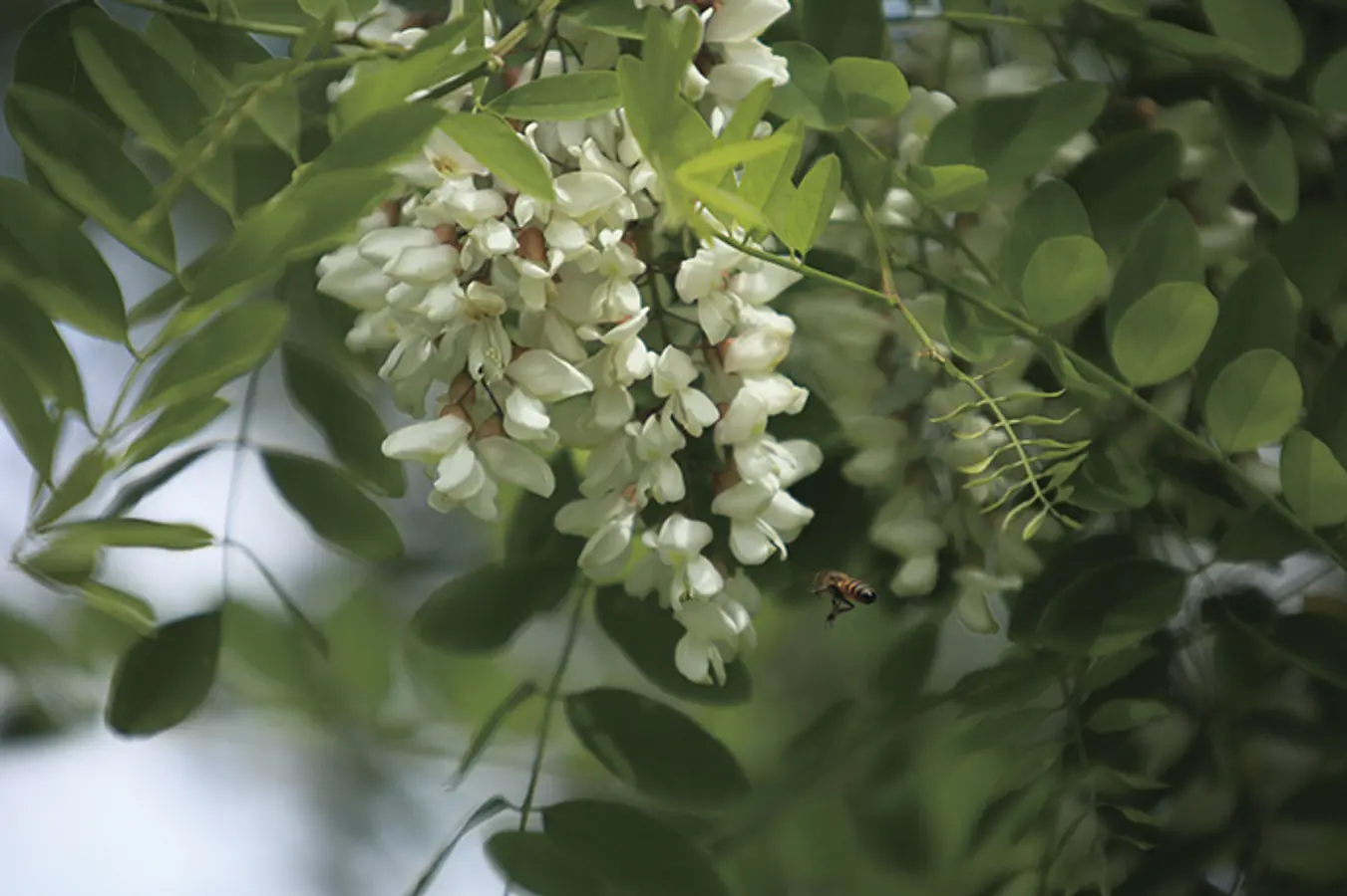 明治百年通りのアカシア