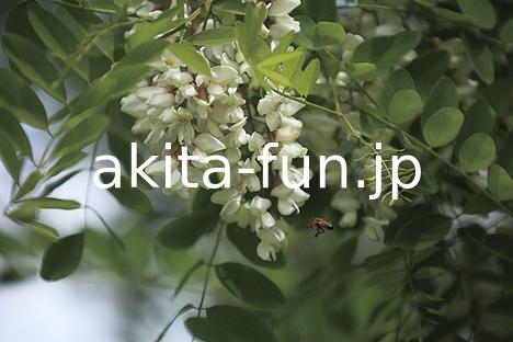 明治百年通りのアカシア