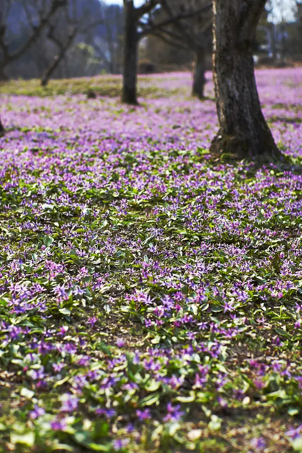 04西木町のカタクリ群生地