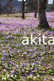 04西木町のカタクリ群生地