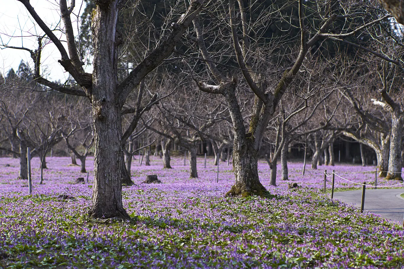 05西木町のカタクリ群生地