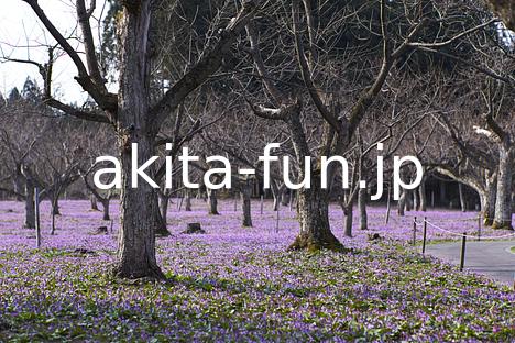 05西木町のカタクリ群生地