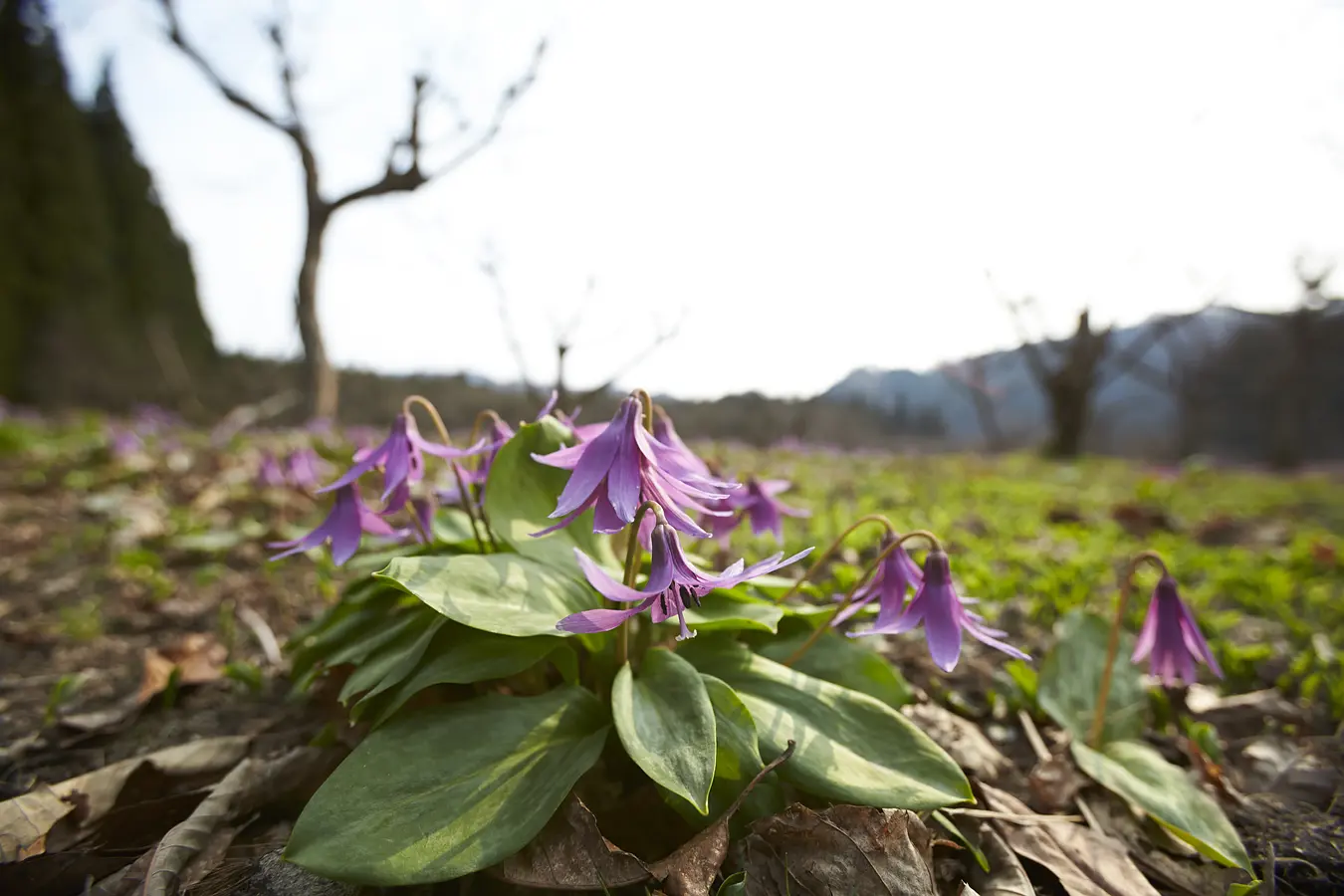 01西木町のカタクリ群生地