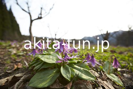 01西木町のカタクリ群生地