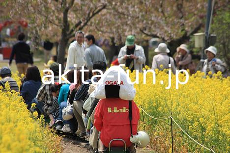 02桜と菜の花まつり ミニSL