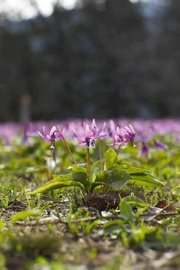 02西木町のカタクリ群生地