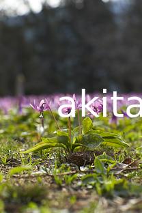 02西木町のカタクリ群生地