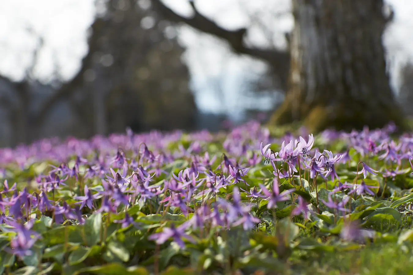 03西木町のカタクリ群生地