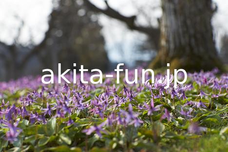 03西木町のカタクリ群生地