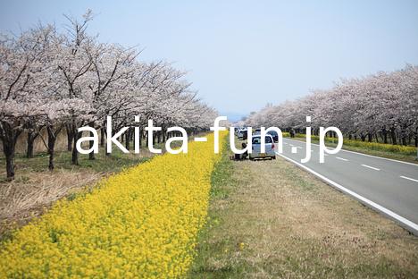 02桜と菜の花ロード