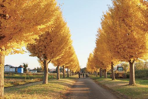 黒川のイチョウ並木（横手市）