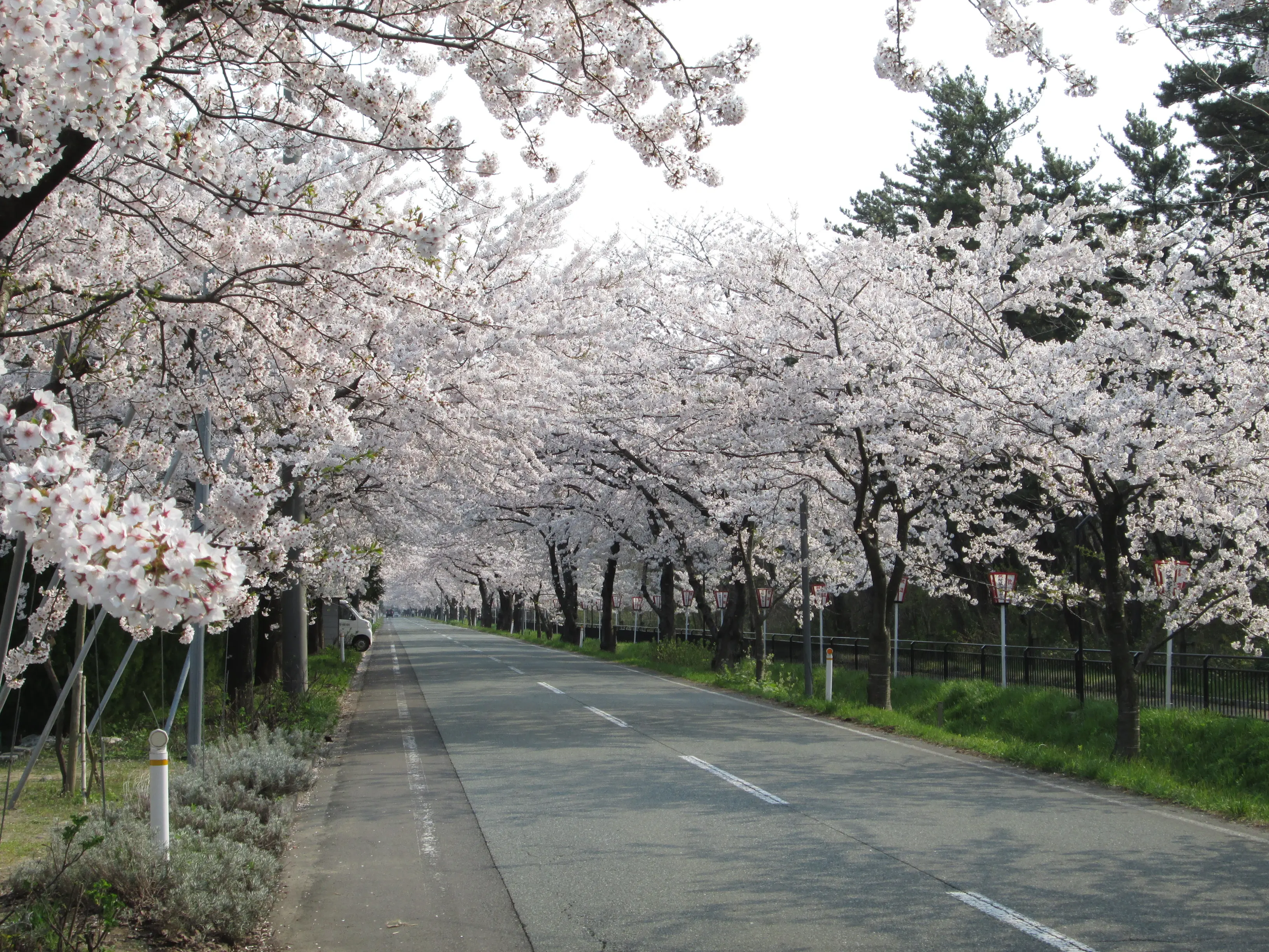 西目  桜まつり【由利本荘市】