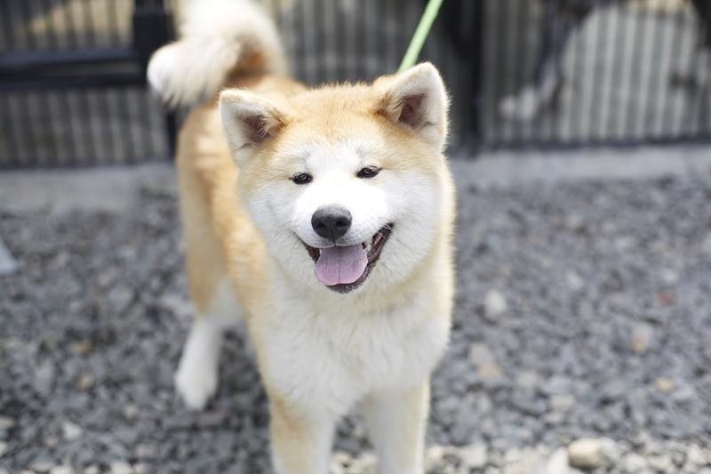 秋田犬に会おう