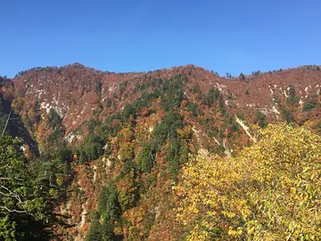 県道西目屋二ツ井線　紅葉シーズン釣瓶落峠まで通行できます。