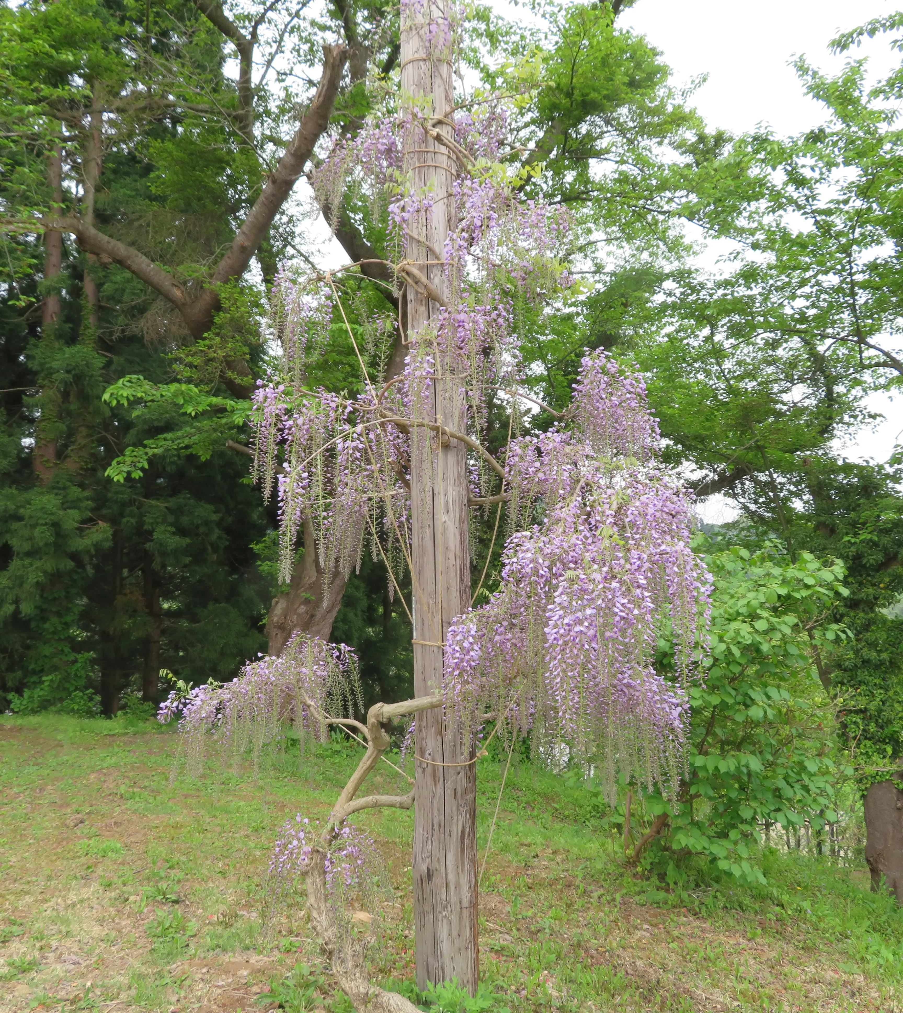 千年公園