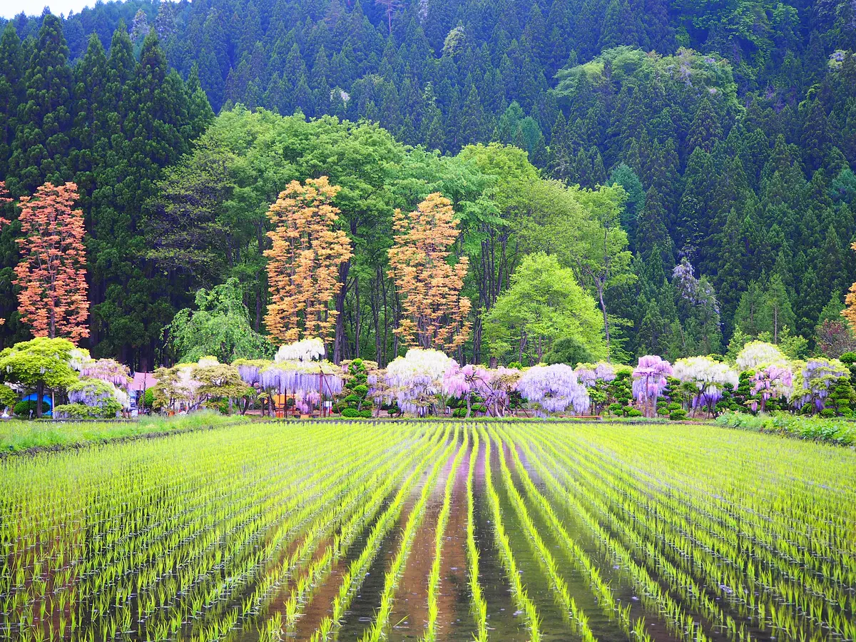 春にしか見られない絶景！写真映え間違いなし！秋田の新しい藤の名所「十ノ瀬　藤の郷」 | ブランニューアキタ | アキタファン