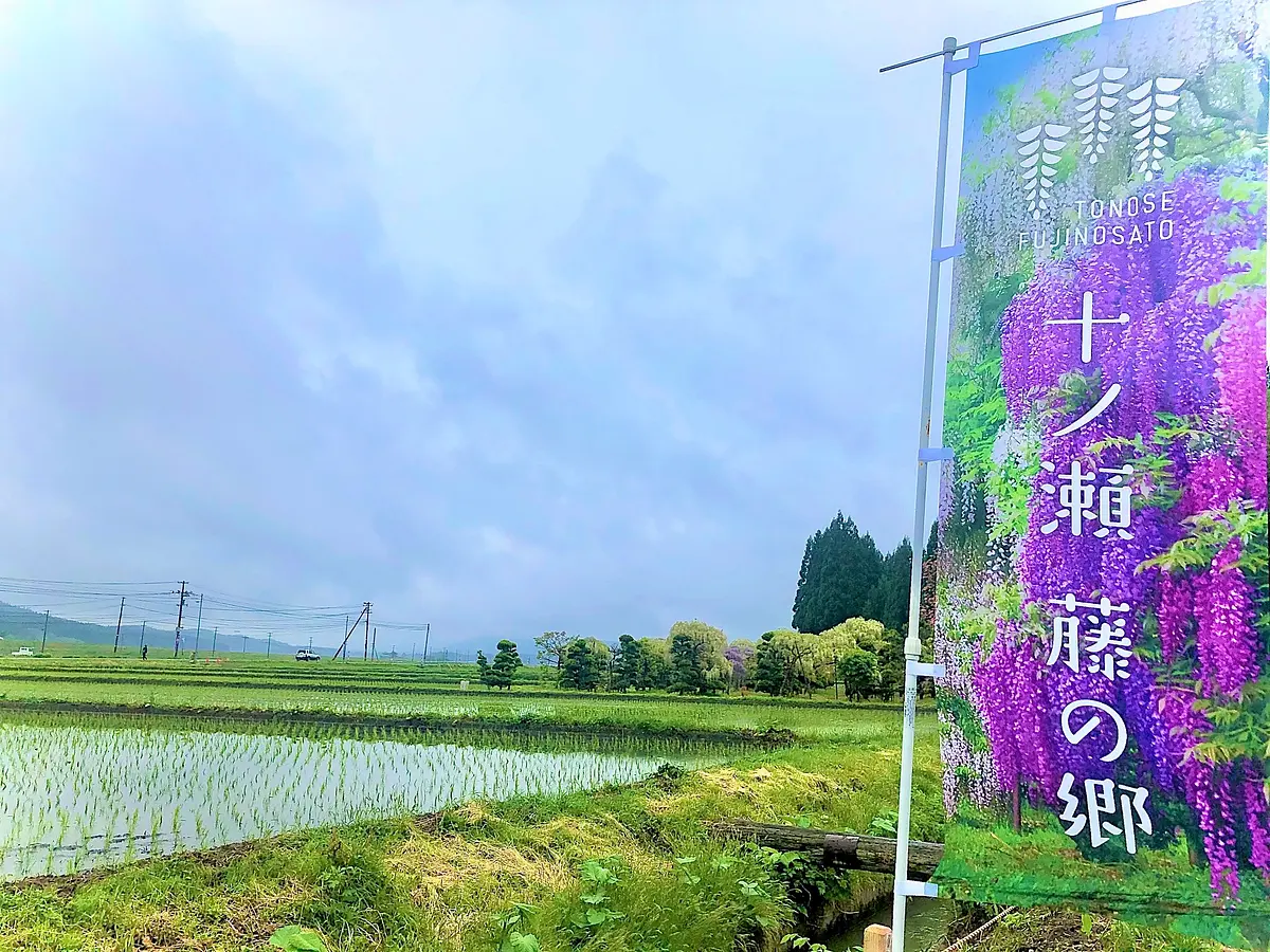 春にしか見られない絶景！写真映え間違いなし！秋田の新しい藤の名所「十ノ瀬　藤の郷」 | ブランニューアキタ | アキタファン