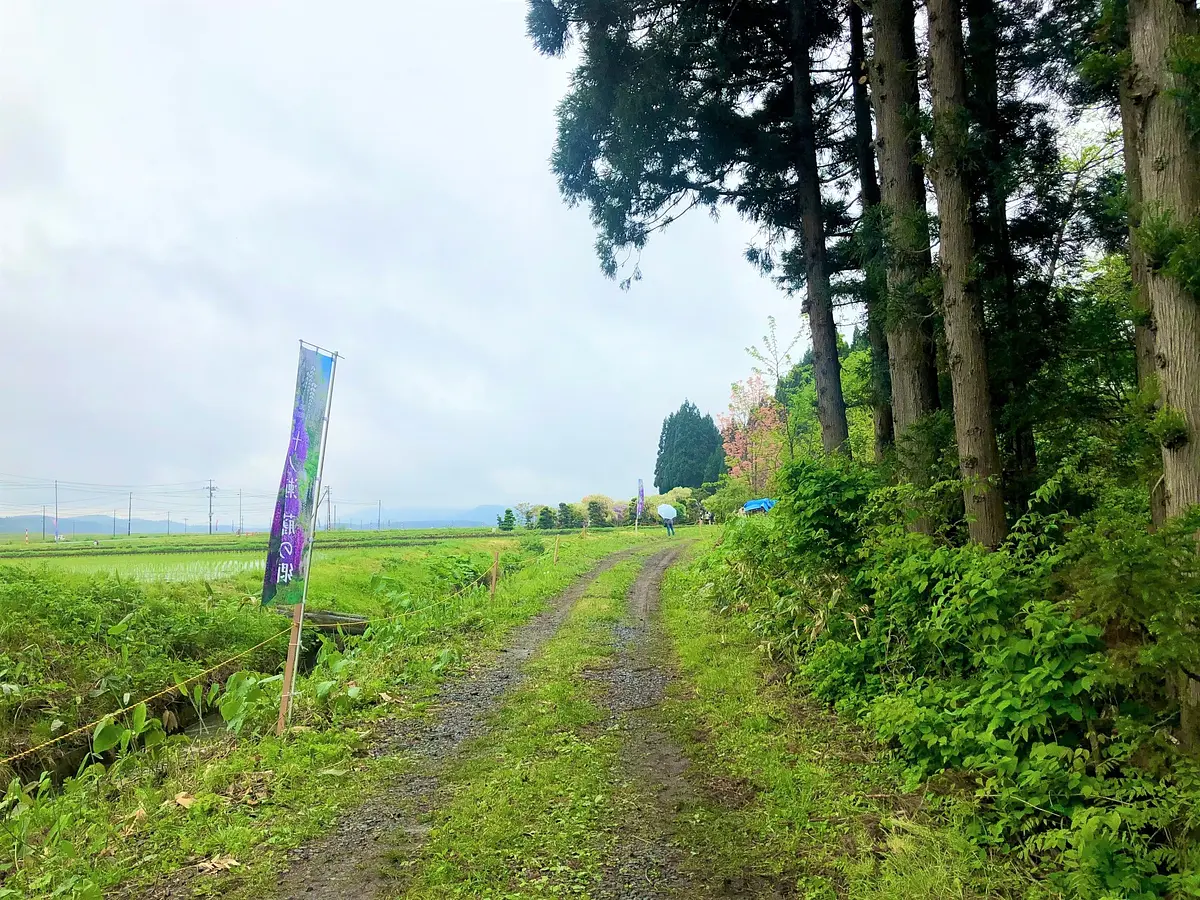 春にしか見られない絶景！写真映え間違いなし！秋田の新しい藤の名所「十ノ瀬　藤の郷」 | ブランニューアキタ | アキタファン