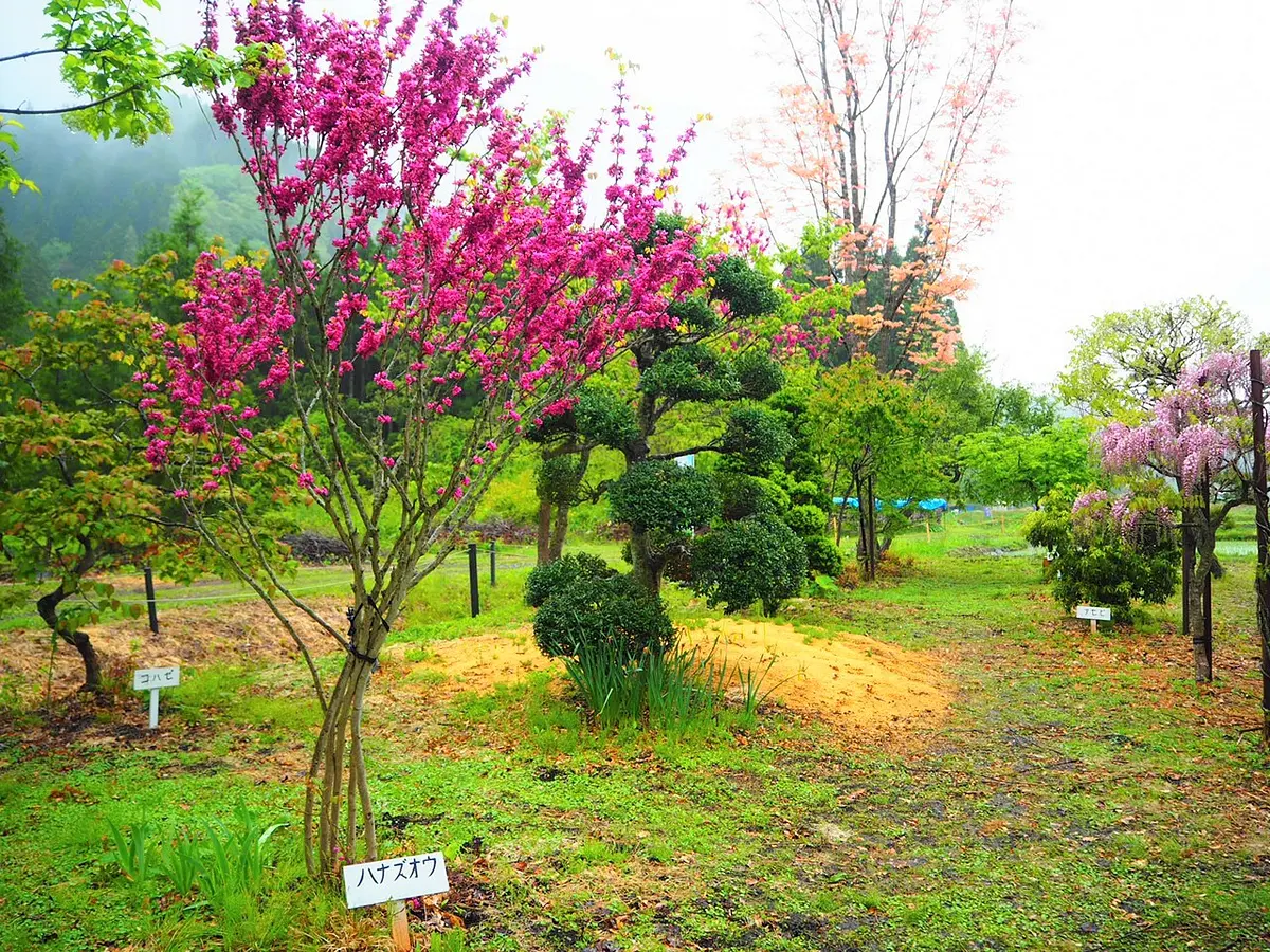 春にしか見られない絶景！写真映え間違いなし！秋田の新しい藤の名所「十ノ瀬　藤の郷」 | ブランニューアキタ | アキタファン