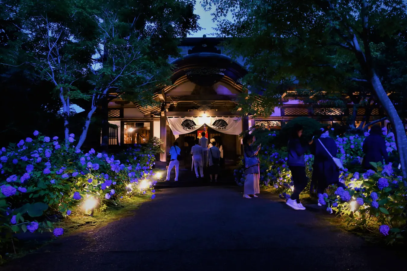 雲昌寺のアジサイ