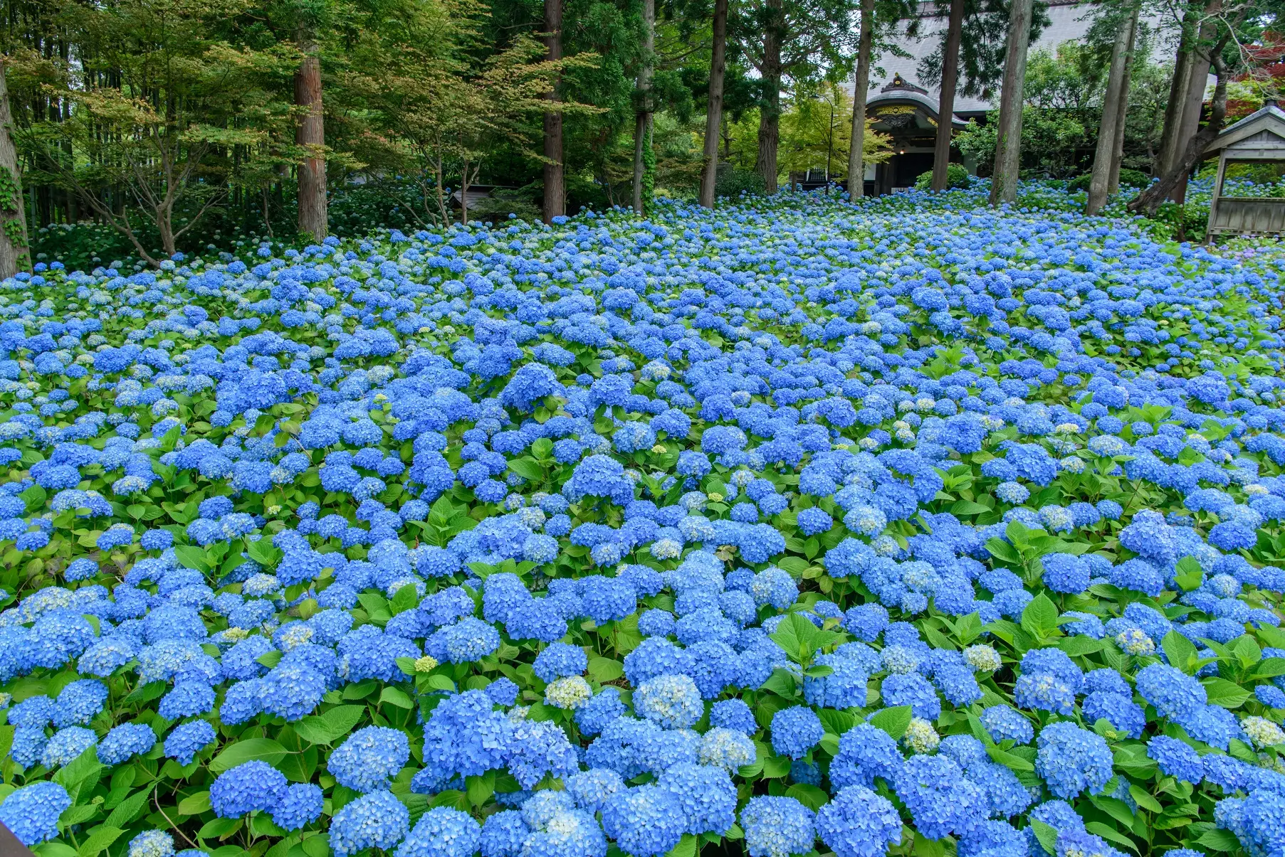 雲昌寺のアジサイ