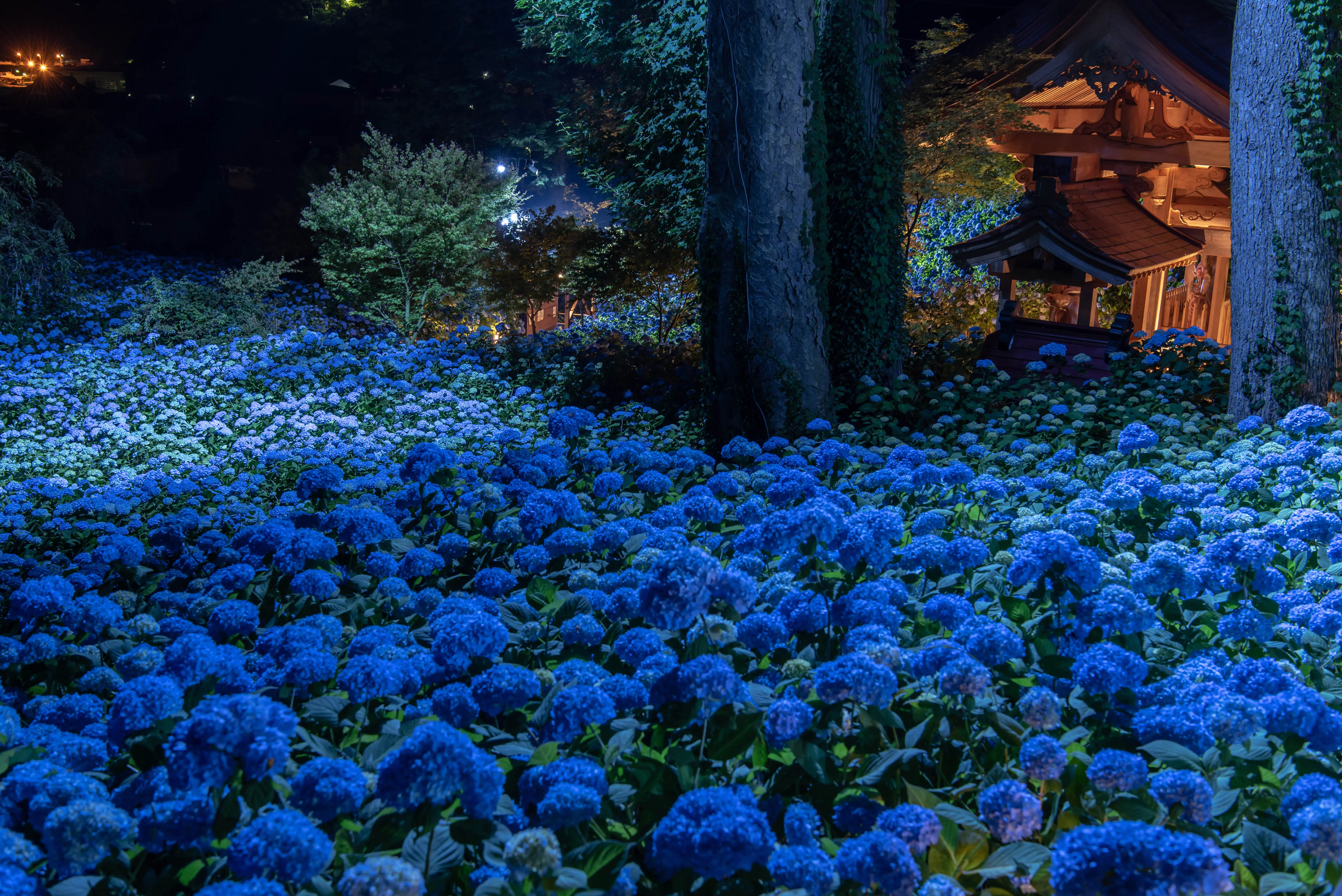 雲昌寺のアジサイ