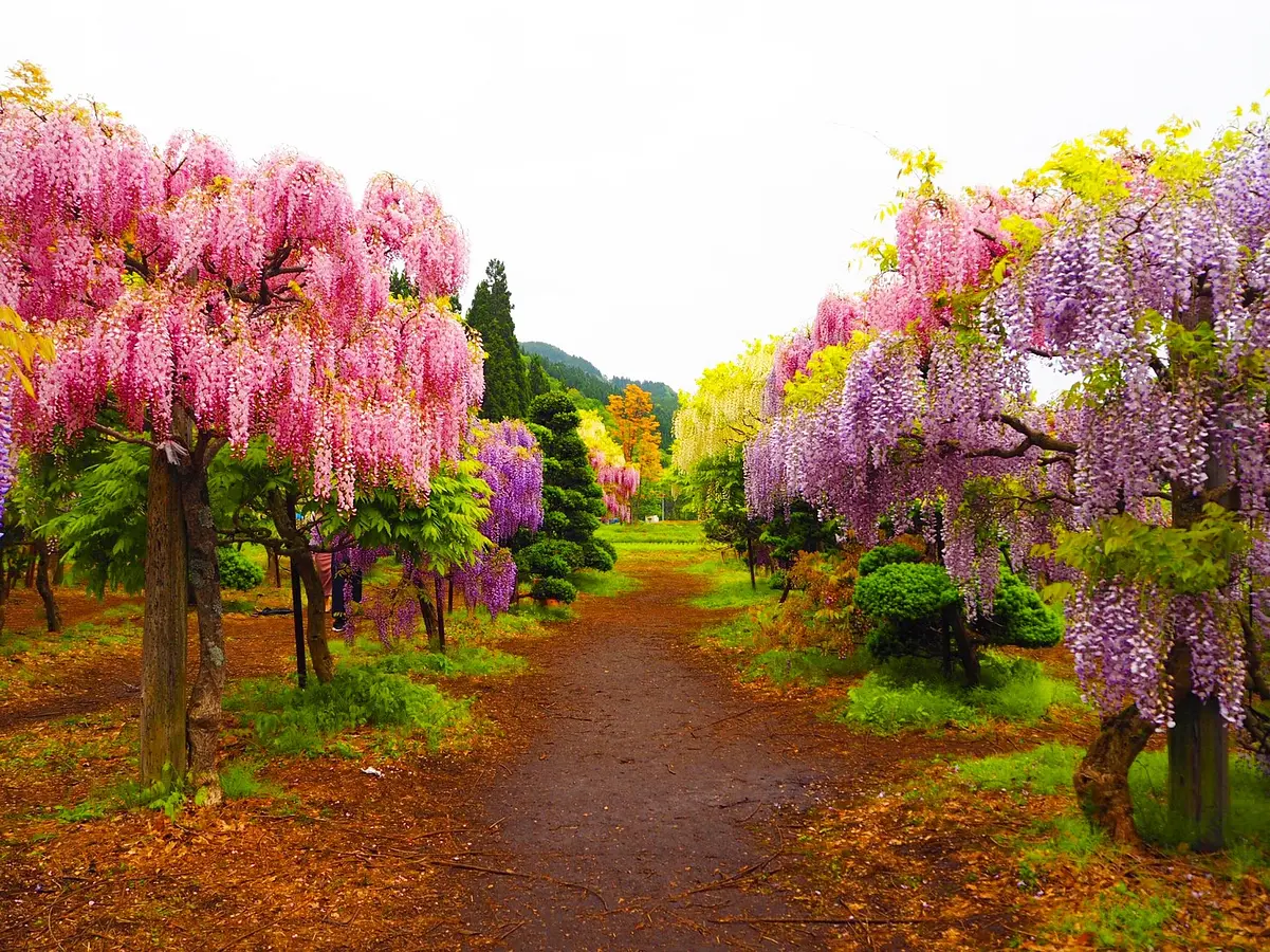 春にしか見られない絶景！写真映え間違いなし！秋田の新しい藤の名所「十ノ瀬　藤の郷」 | ブランニューアキタ | アキタファン