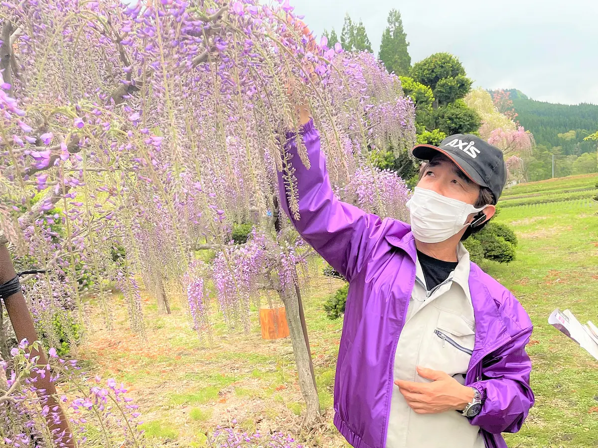 春にしか見られない絶景！写真映え間違いなし！秋田の新しい藤の名所「十ノ瀬　藤の郷」 | ブランニューアキタ | アキタファン