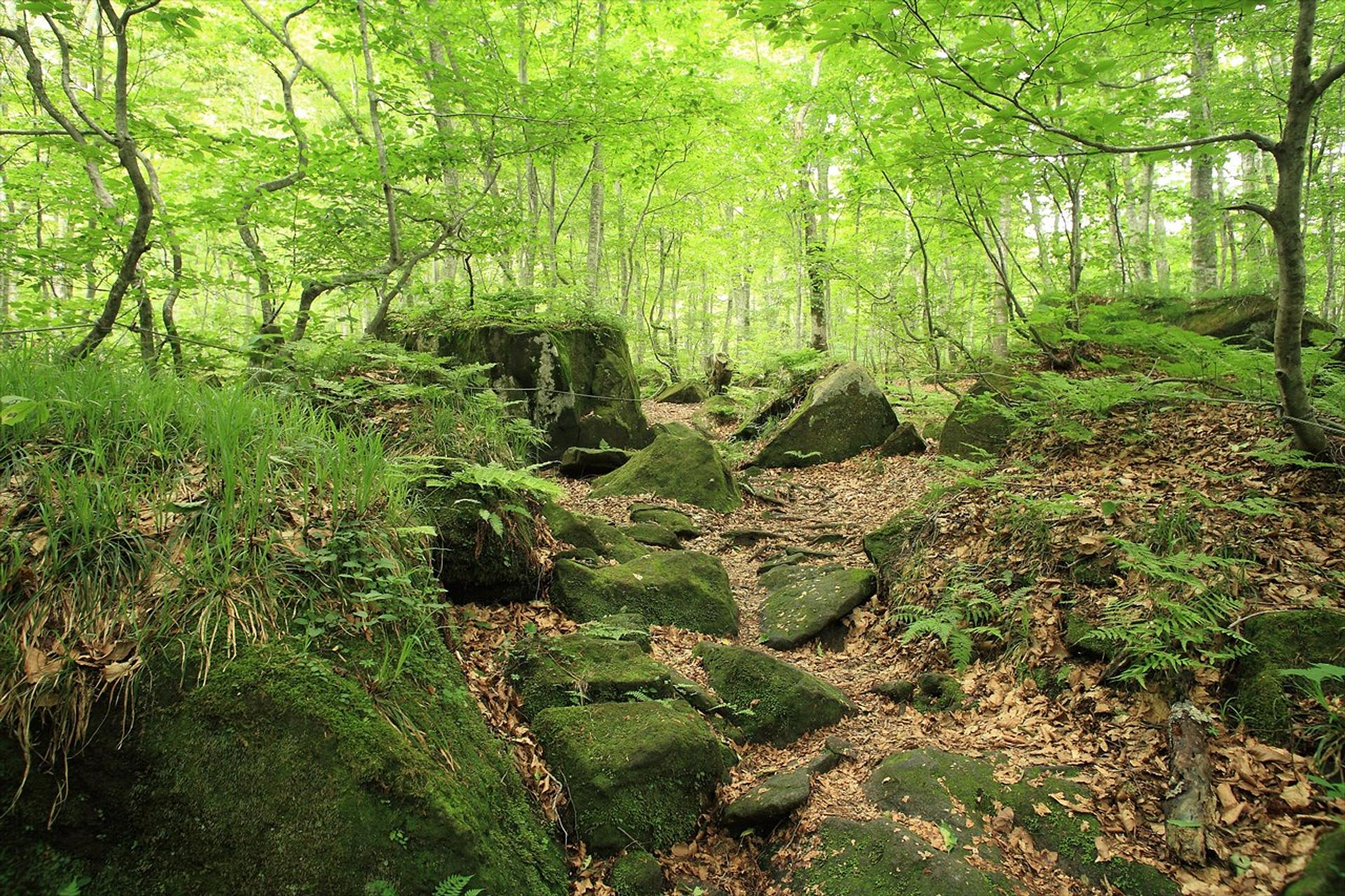 白神山地.jpg