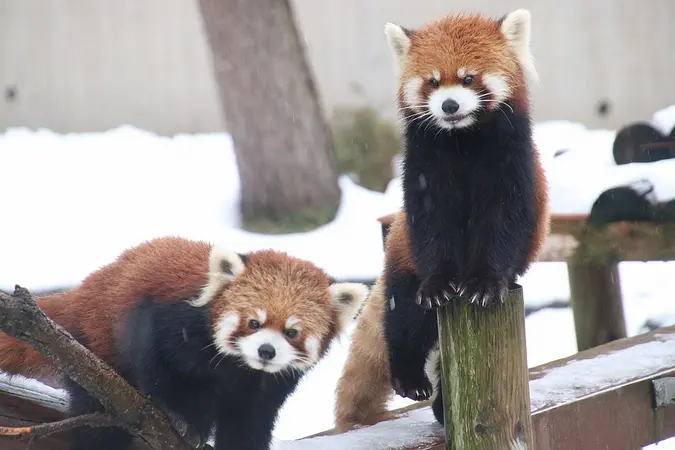 秋田市大森山動物園〜あきぎんオモリンの森〜