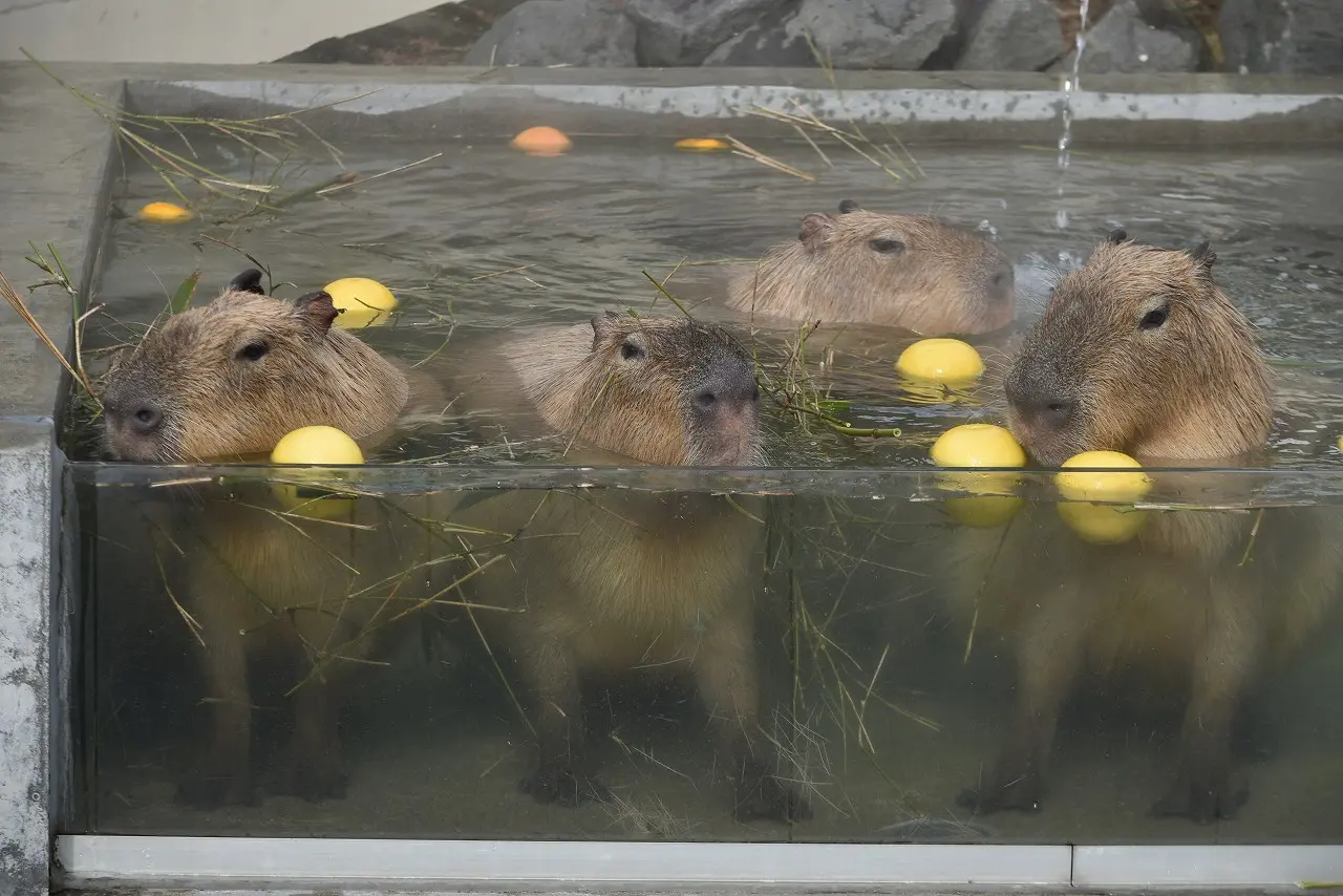 秋田市大森山動物園〜あきぎんオモリンの森〜