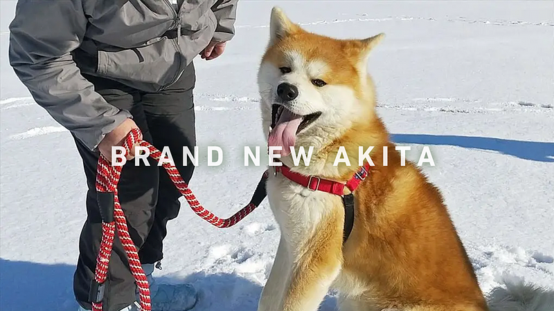 秋田犬ファンの夢をかなえるアクティビティを親子で体験！