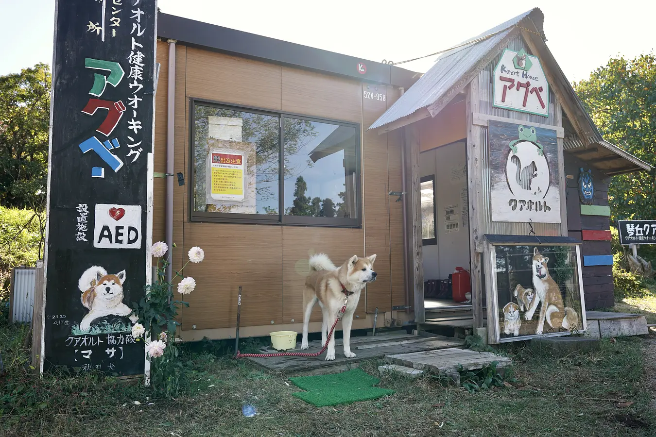 秋田犬ファンの夢をかなえるアクティビティを親子で体験！ | ブランニューアキタ | アキタファン