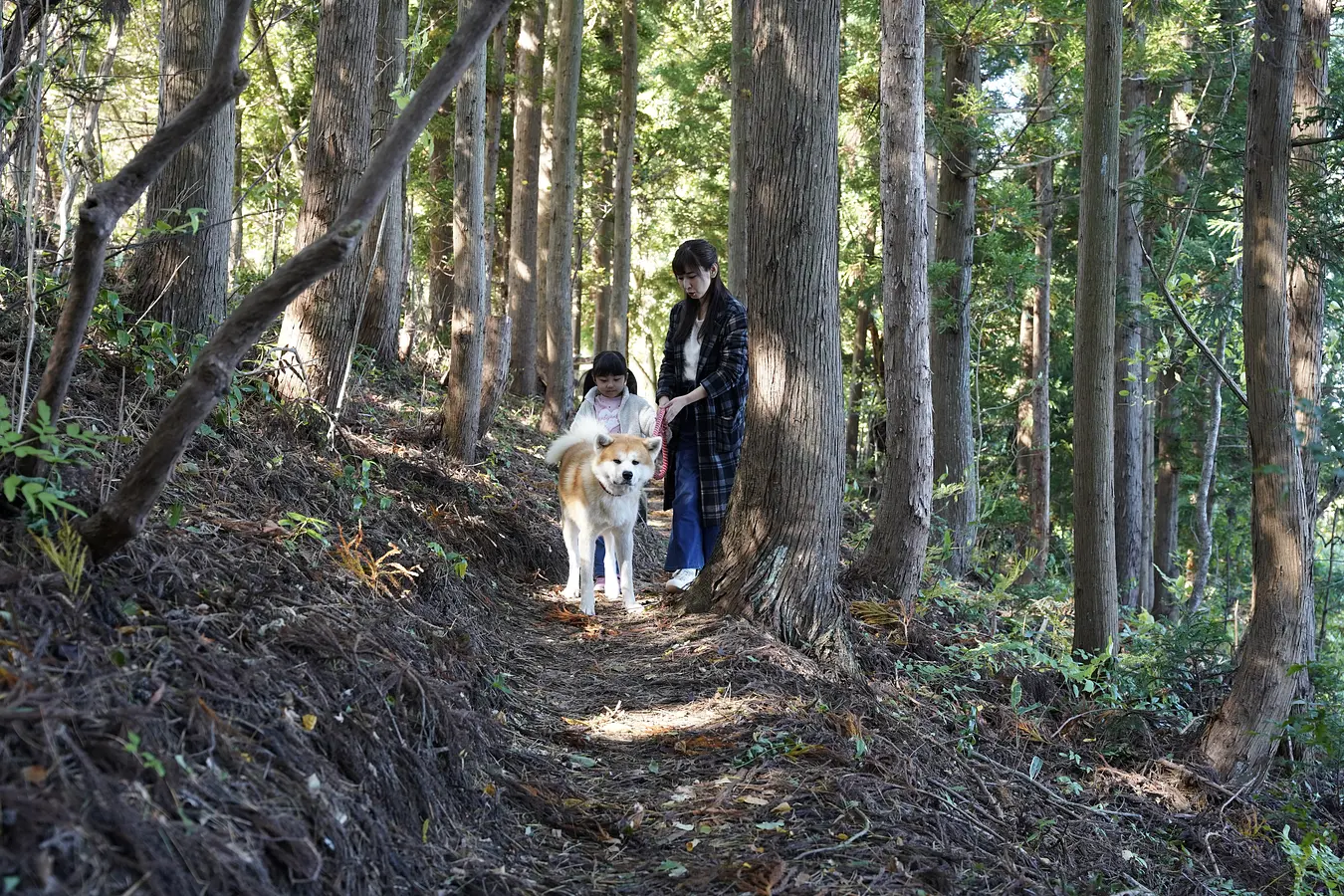 秋田犬ファンの夢をかなえるアクティビティを親子で体験！ | ブランニューアキタ | アキタファン