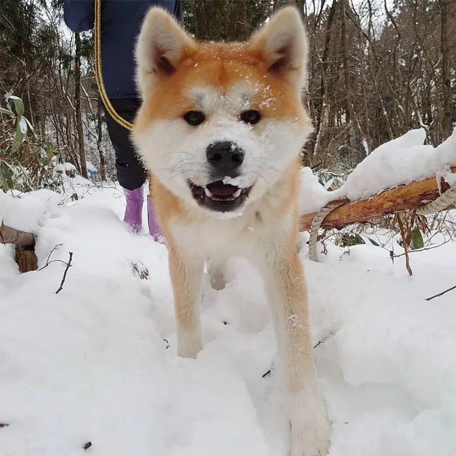 秋田犬ファンの夢をかなえるアクティビティを親子で体験！ | ブランニューアキタ | アキタファン