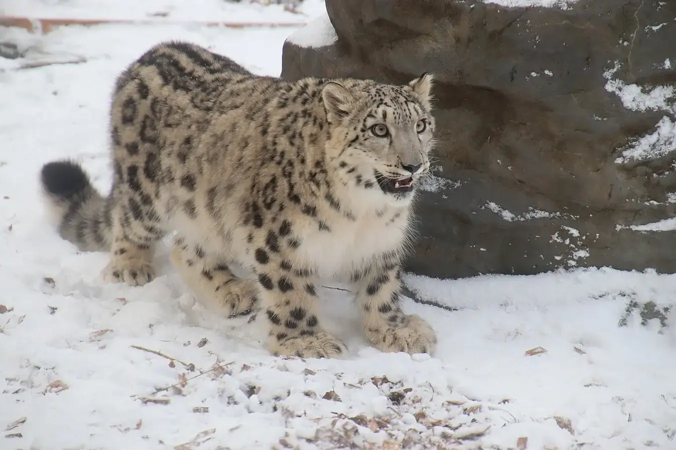 【冬の秋田旅】寒さも楽しさに変えるホットな観光スポット3選! | ブランニューアキタ | アキタファン