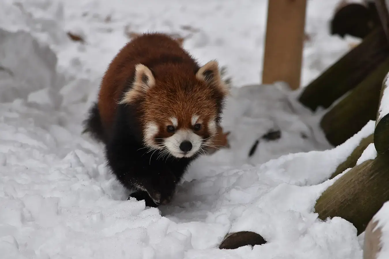 【冬の秋田旅】寒さも楽しさに変えるホットな観光スポット3選! | ブランニューアキタ | アキタファン