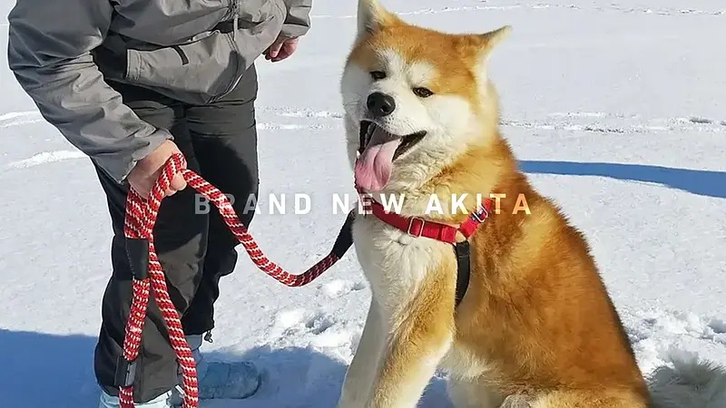 秋田犬ファンの夢をかなえるアクティビティを親子で体験！