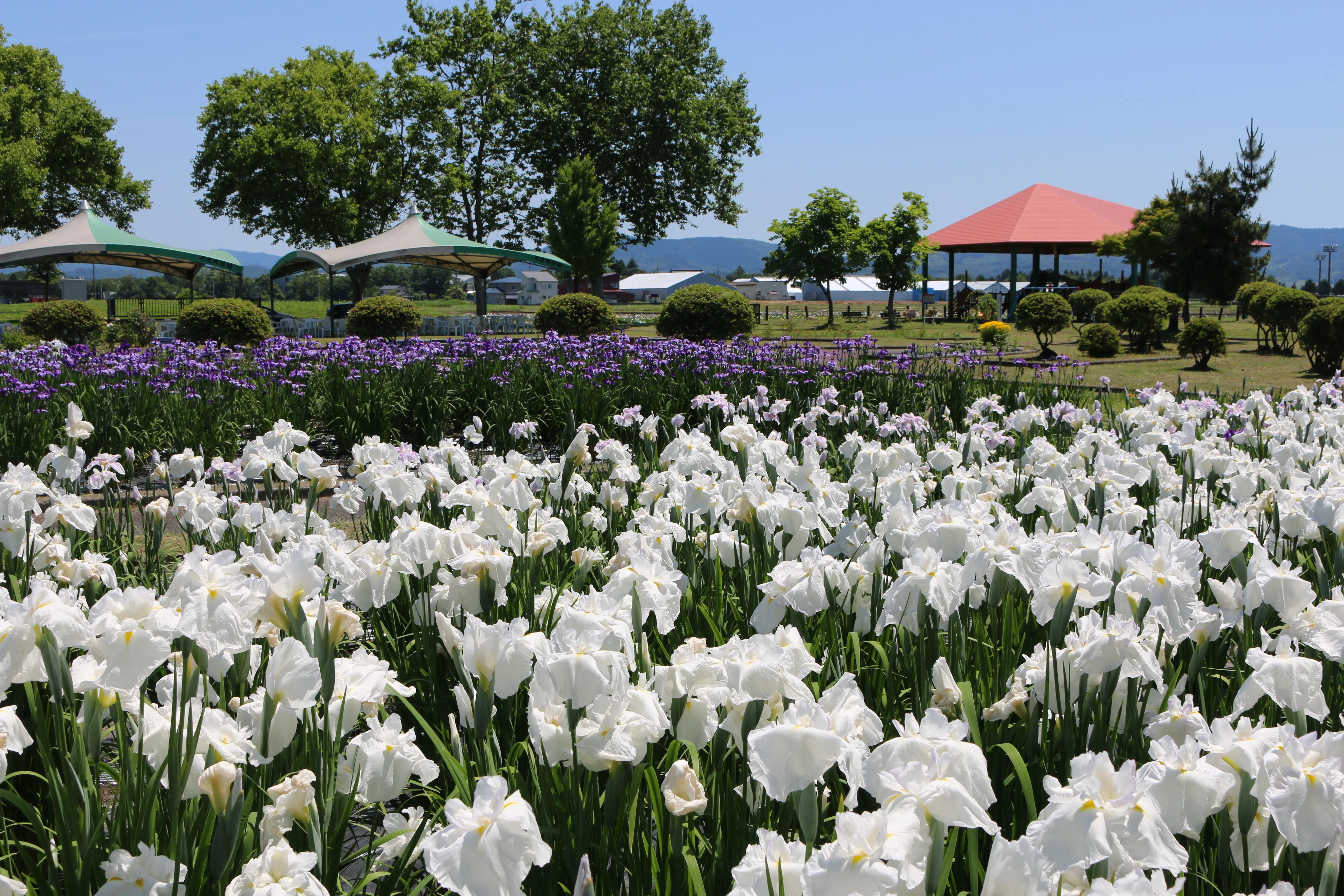 第44回　浅舞公園あやめまつり【横手市】
