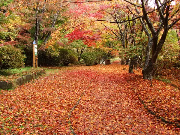 きみまち阪公園の紅葉