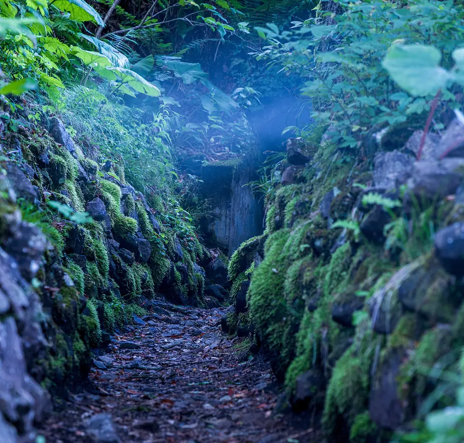 長走風穴高山植物群落