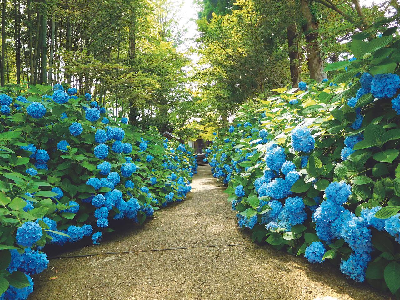 cmyk_03髮ｲ譏悟ｯｺ縺ｮ繧｢繧ｷ繧吶し繧､.jpg