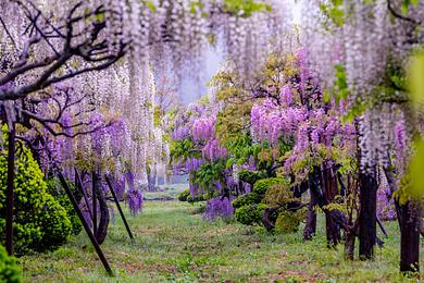 十ノ瀬　藤の郷